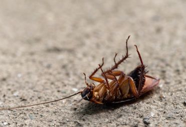 Fumigation and Pest Control by Temi Environmental
